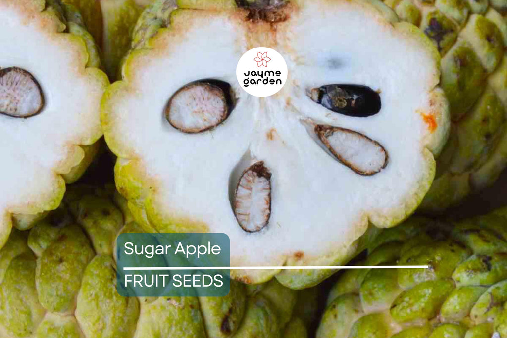 5 Organic Sugar Apple Seeds (Annona squamosa) – Tropical Sweetsop Fruit Tree, Zones 9-11