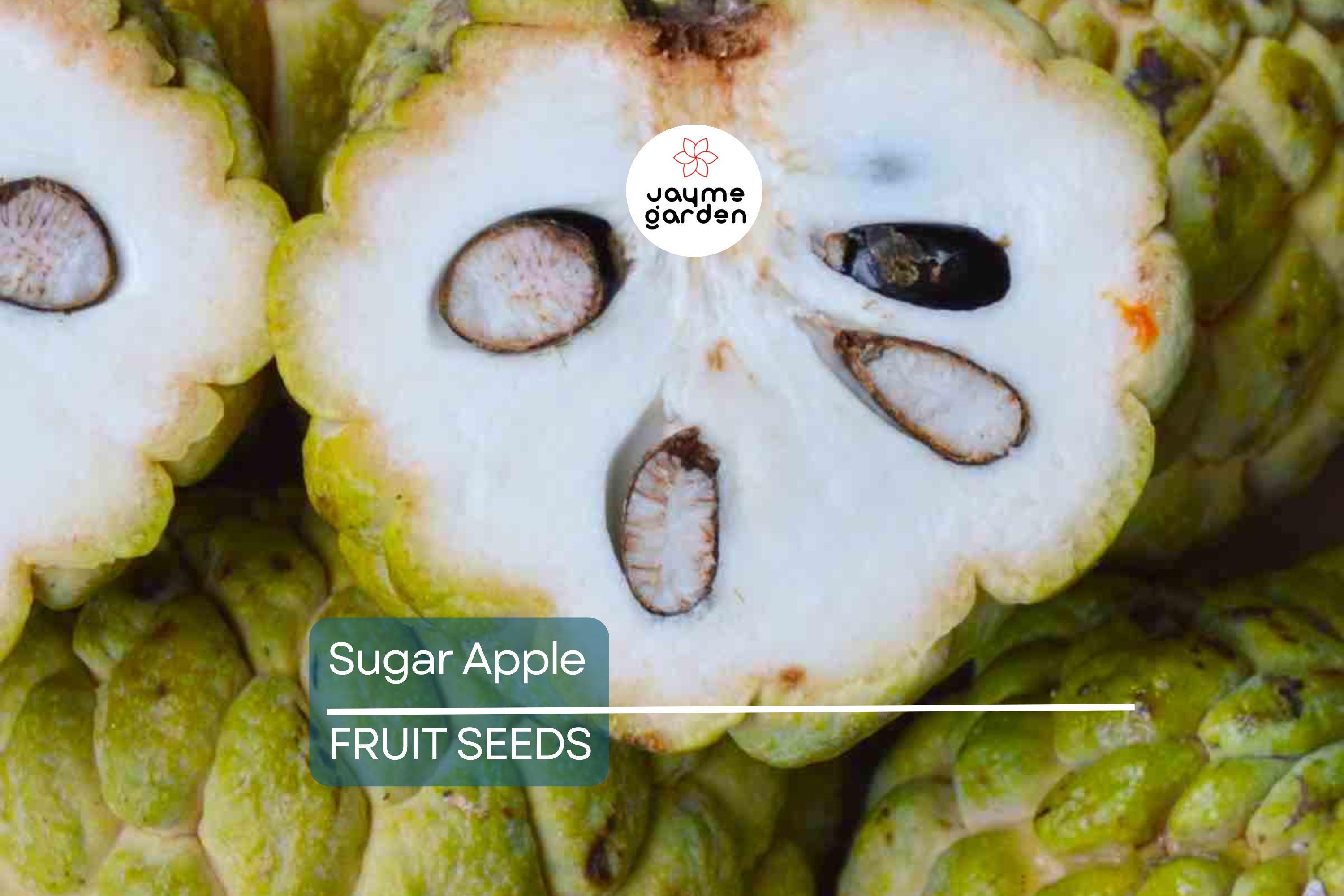 5 Organic Sugar Apple Seeds (Annona squamosa) – Tropical Sweetsop Fruit Tree, Zones 9-11