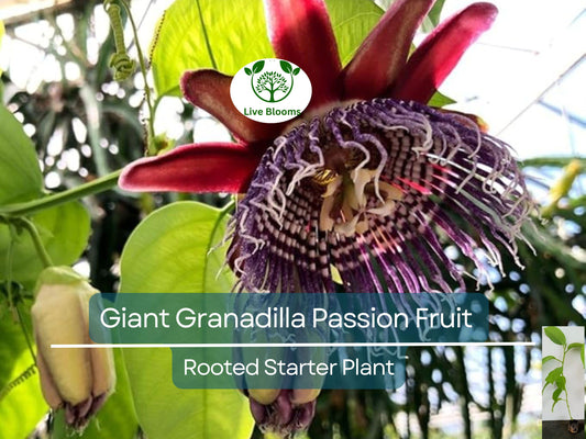 1 Giant Granadilla Passion Fruit Live Starter Plant | Passiflora Ligularis, Sweet & Tropical Fruit, Hardy Vine for Gardens or Containers