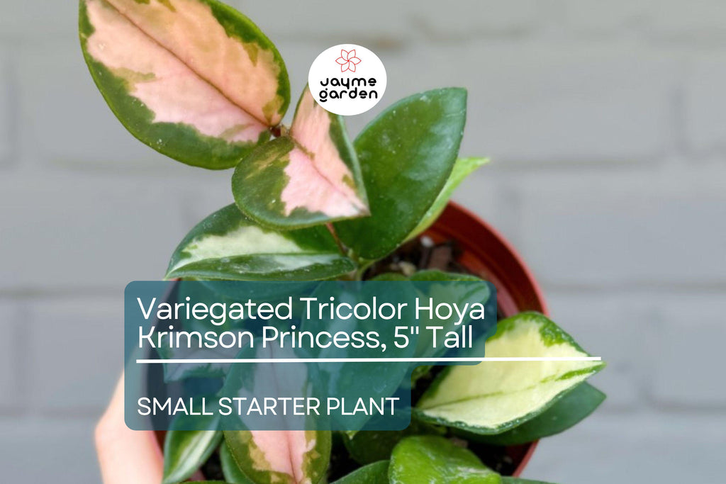 Hoya Carnosa Starter Plant - Variegated Tricolor Hoya Krimson Princess, 5" Tall - Unique Tropical Houseplant with Colorful Foliage