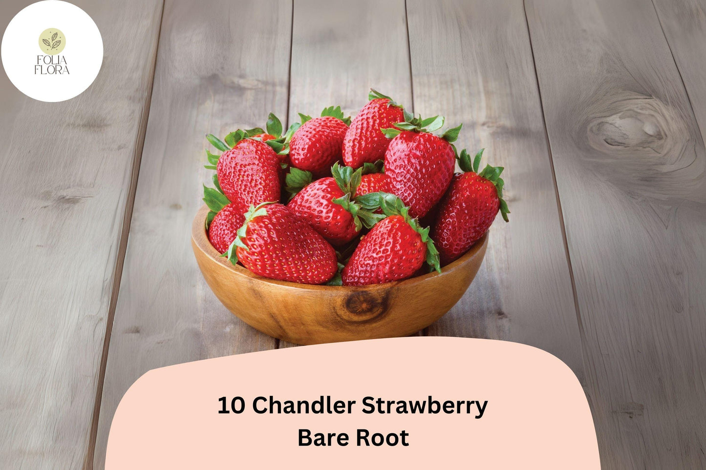 10 Chandler Strawberry Plants | Live Bare Root | June Bearing Fragaria × ananassa Fruit
