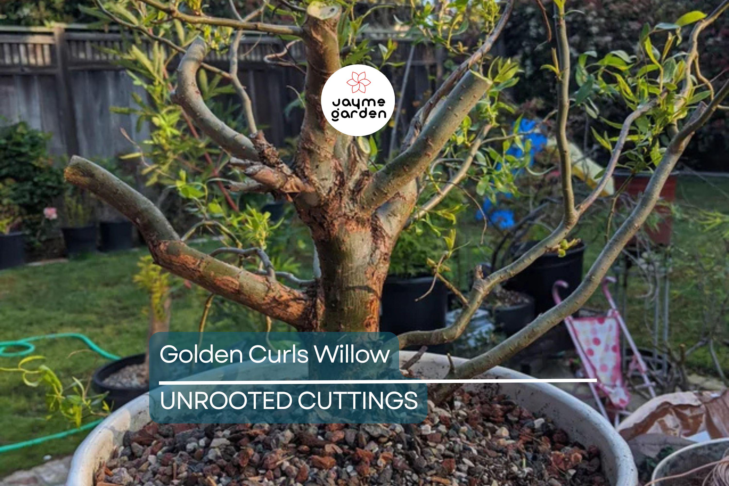 Rare Golden Curls Willow Tree Cutting | Live Dwarf Gold Dragon Claw Plant | Fast Growing Bonsai | Hardy Zones 3-10