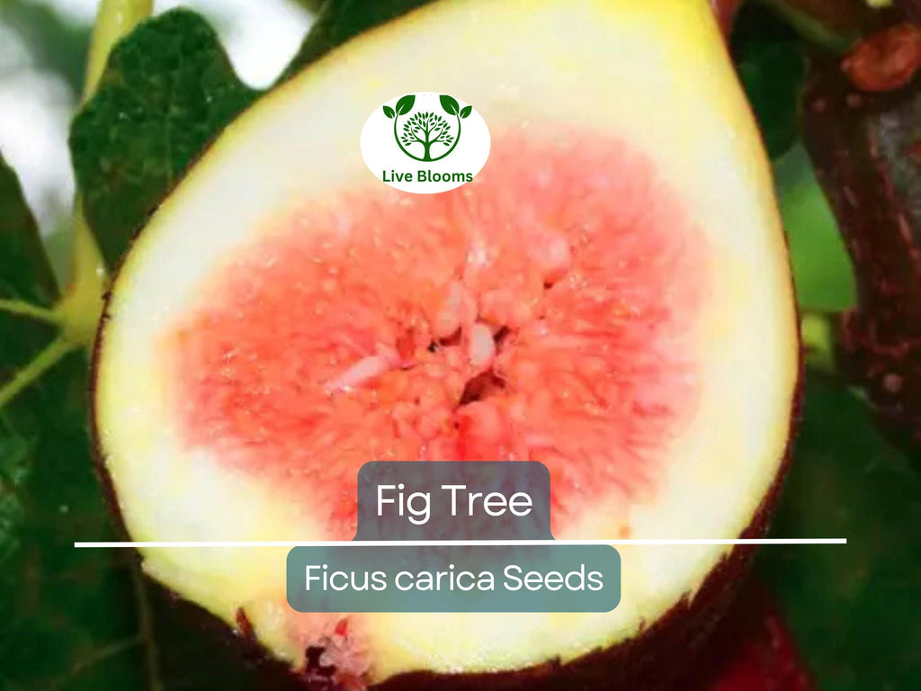 40 Fig Tree Seeds | Ficus carica, Sweet Fruit Shrub, Non-GMO, Easy to Grow, Edible Figs for Garden, Jams & Preserves, Hardy Plant