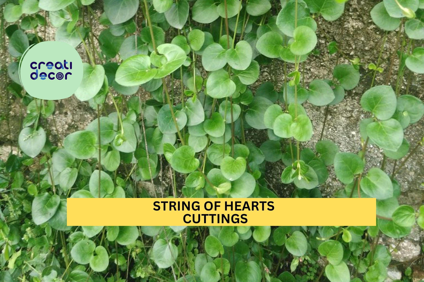 12 String of Hearts Cuttings | Rosary Vine Ceropegia Woodii 6" Each | Cut to Order | Trailing Succulent for Hanging Pots