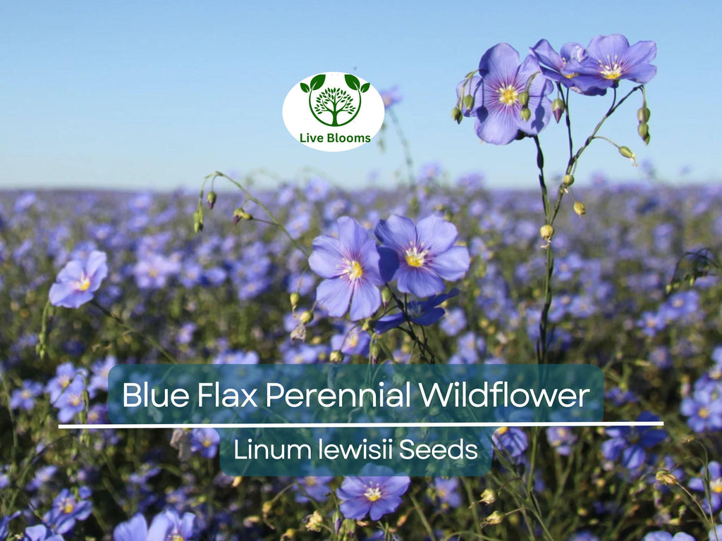 500 Seeds Blue Flax Perennial Wildflower Linum lewisii - Non-GMO American Native, Drought Tolerant, Beautiful Blooms, Pollinator Friendly