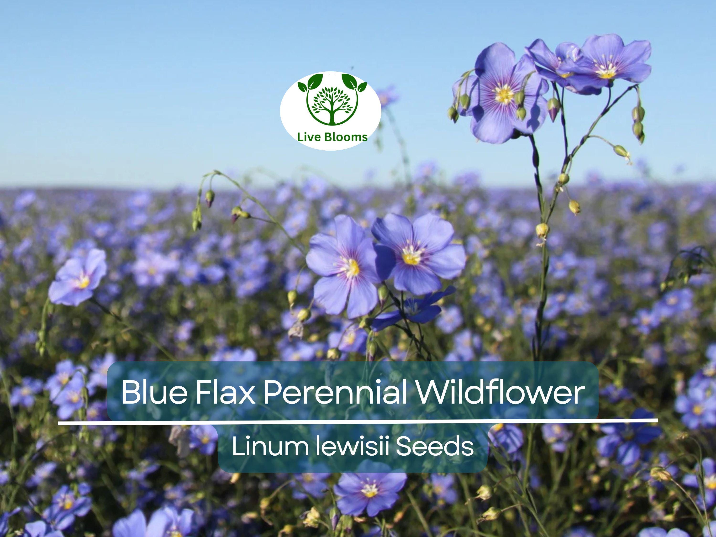 500 Seeds Blue Flax Perennial Wildflower Linum lewisii - Non-GMO American Native, Drought Tolerant, Beautiful Blooms, Pollinator Friendly