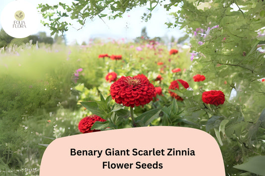 100+ Benary Giant Scarlet Zinnia Seeds – Tall Scarlet-Red Blooms for Cut Flowers & Summer Gardens