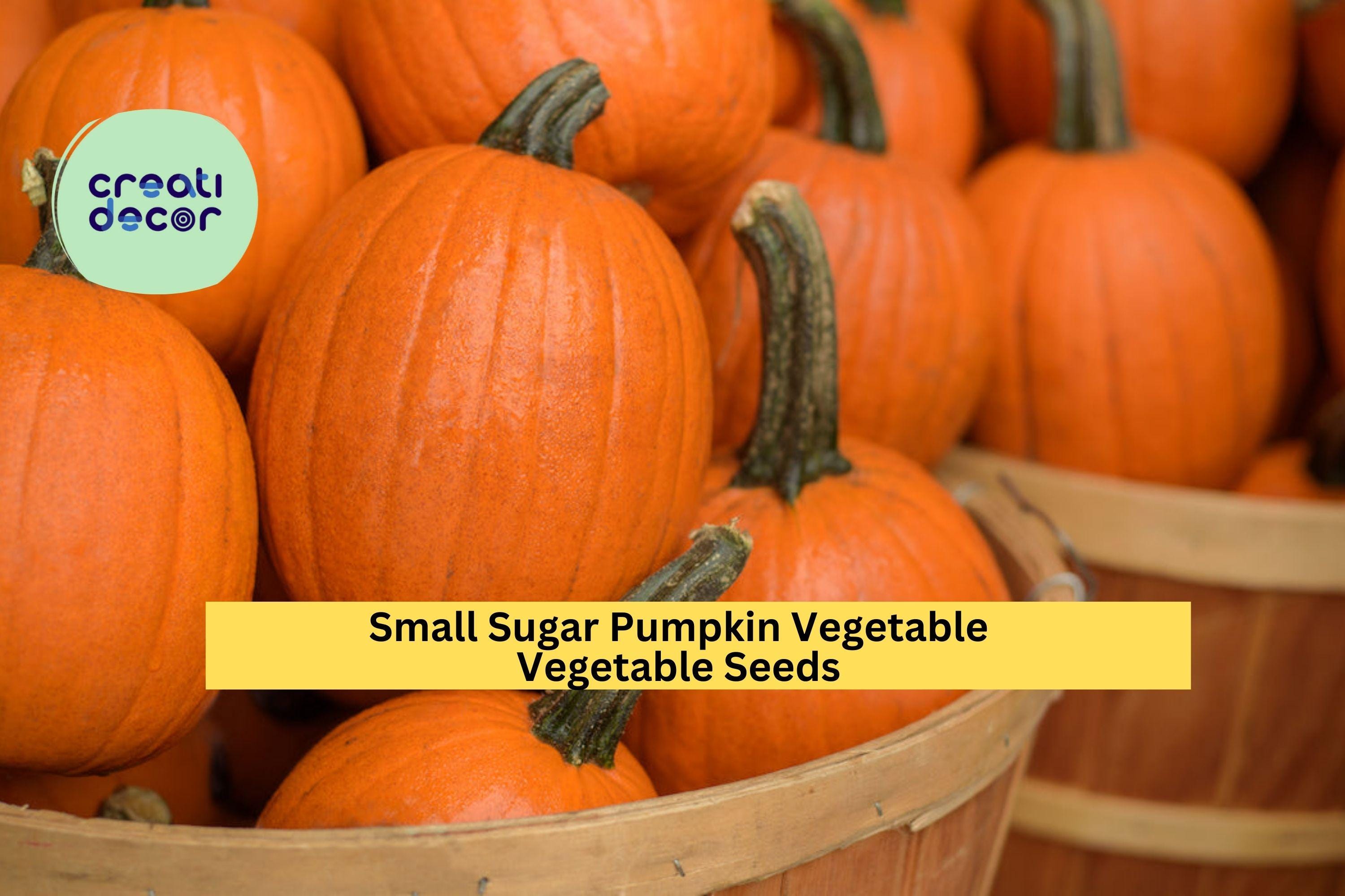 3pcs of 1g Small Sugar Pumpkin Seeds – Sweet Heirloom Pumpkin for Baking, Cooking, and Home Garden Harvest Seeds for Planting