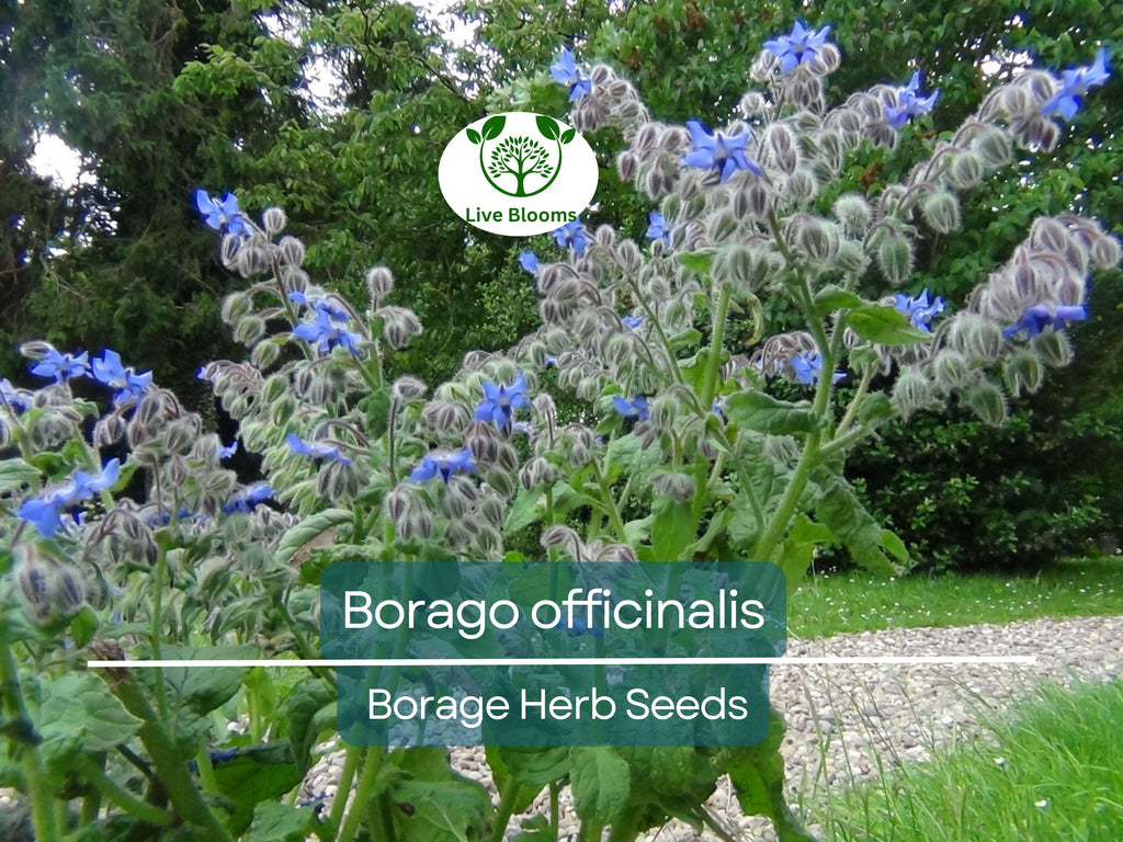 1 Gram Seeds Borage – Borago officinalis Herb for Planting | Edible Flowers, Pollinator Friendly, Easy Garden Herb