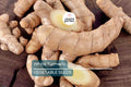 Rare White Turmeric Live Plant - Curcuma Zedoaria, 5"-10" Tall, Flowering Ginger Root, Free Shipping, USA Seller