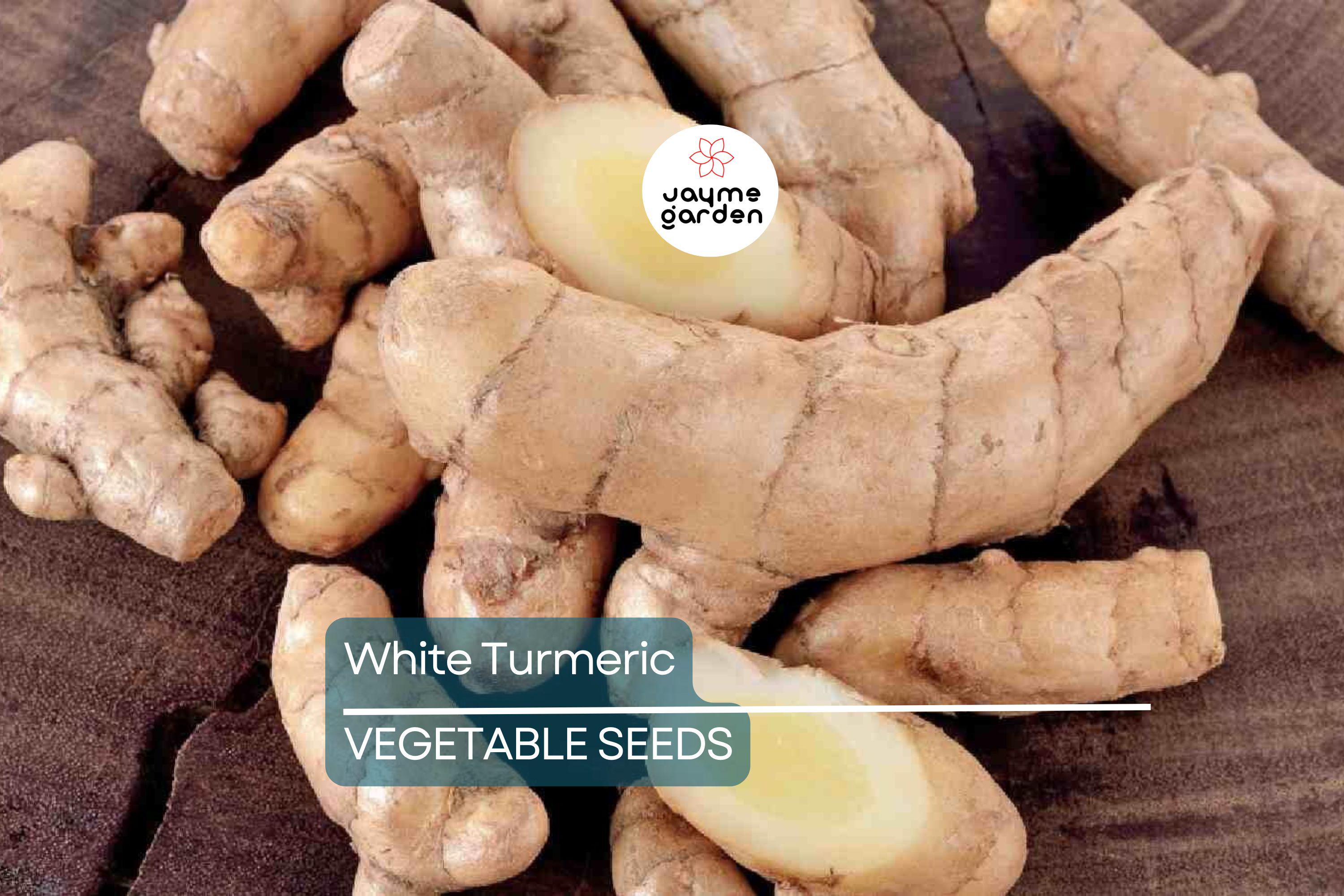 Rare White Turmeric Live Plant - Curcuma Zedoaria, 5"-10" Tall, Flowering Ginger Root, Free Shipping, USA Seller