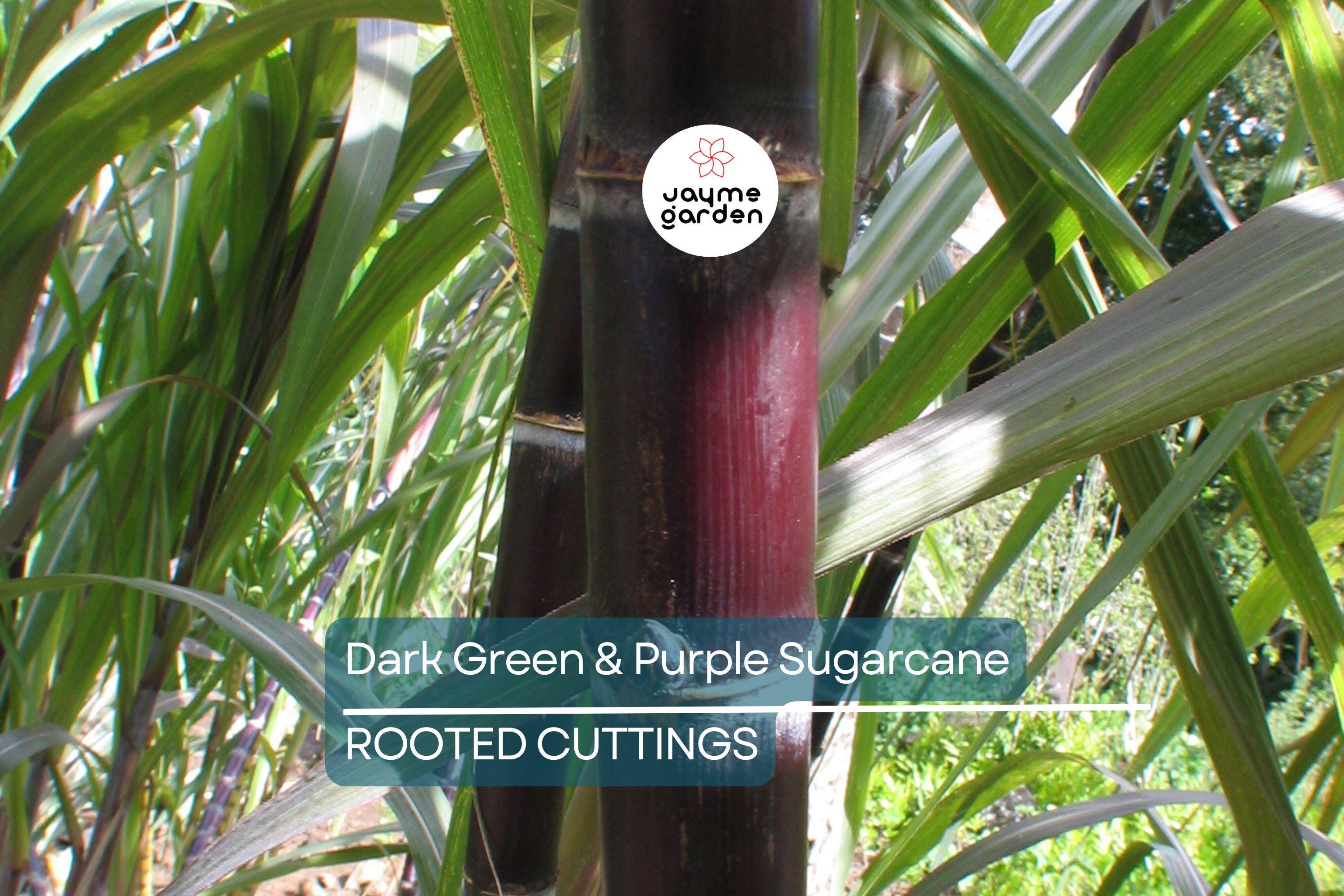 5 Dark Green and Purple Sugarcane Cuttings - Sweet & Juicy, 2" Rooted Sticks, Ready to Plant, Fast Growing, Live Plant