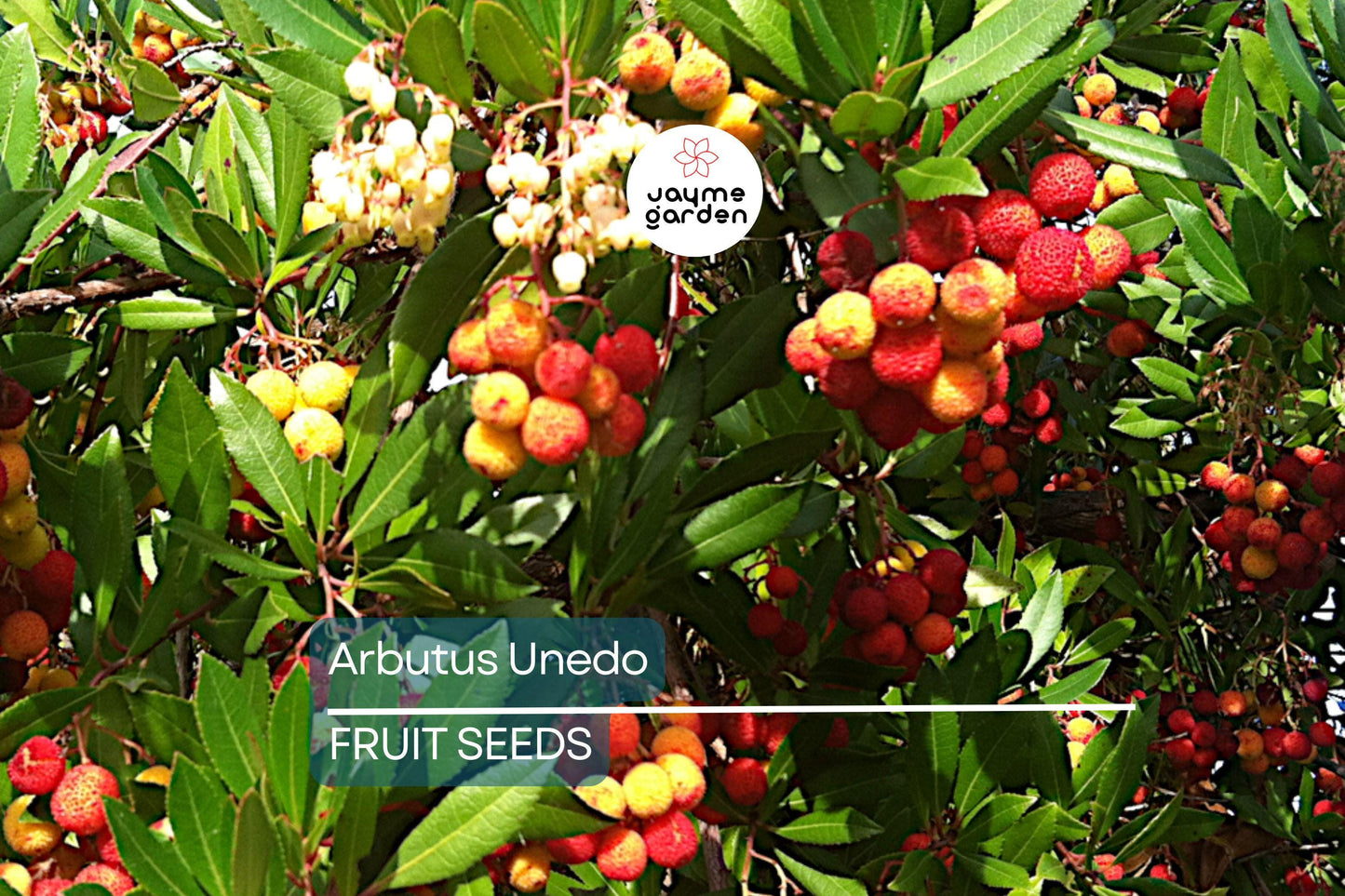 10 Strawberry Tree Seeds (Arbutus unedo) – Edible Red Berries, Four-Season Evergreen, USDA Zones 8-11, Compact Ornamental Shrub