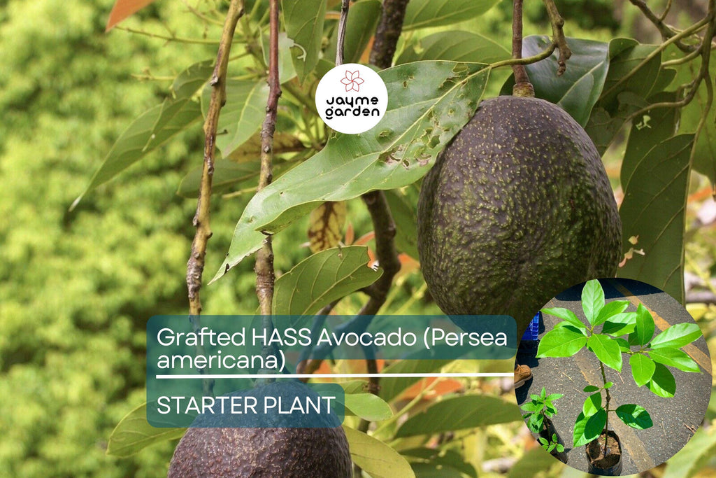 Grafted Hass Avocado (Persea americana) Live Tropical Fruit Tree 12”-24” | Creamy Homegrown Avocados | Easy to Grow Starter Plant