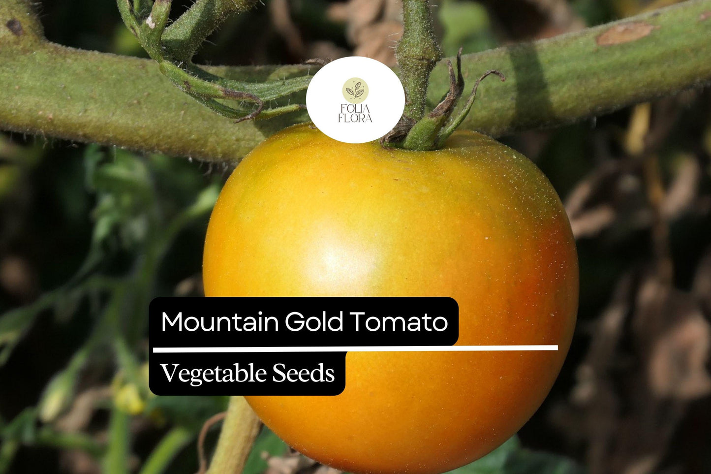 10 Seeds Mountain Gold Tomato (Solanum lycopersicum) – Vibrant Yellow Slicing Variety