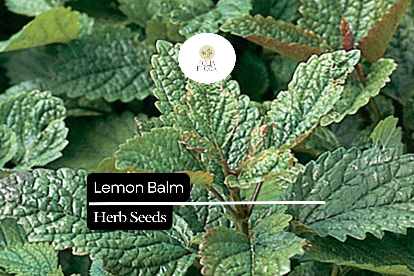1000 Seeds Lemon Balm (Melissa officinalis) – Aromatic Herb for Teas, Culinary Use, and Pollinator-Friendly Gardens