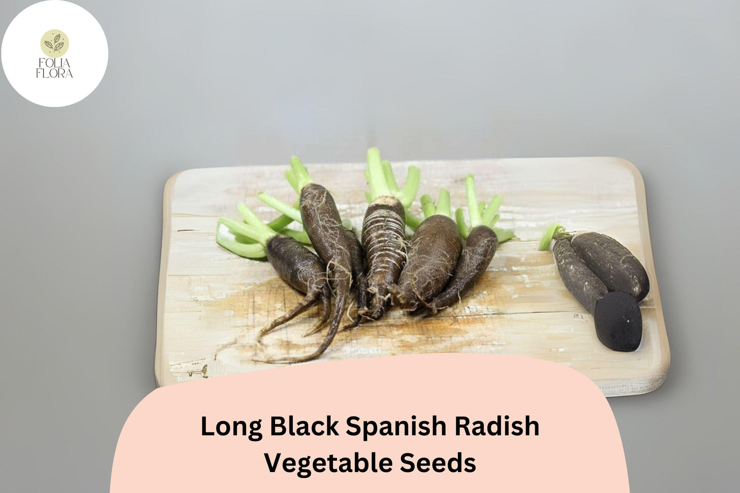 500+ Long Black Spanish Radish Seeds – Heirloom Winter Radish for Garden Planting