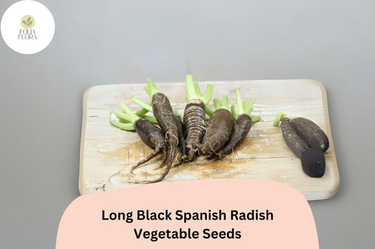 500+ Long Black Spanish Radish Seeds – Heirloom Winter Radish for Garden Planting
