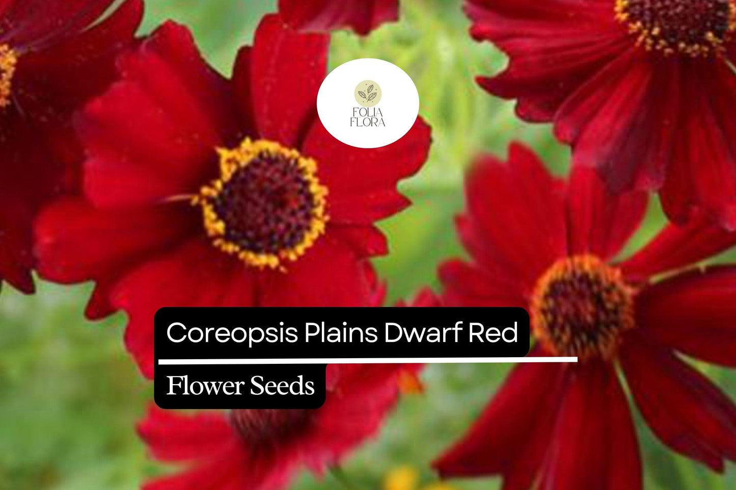 100mg Coreopsis Plains Dwarf Red Seeds, Coreopsis tinctoria, Compact Red Wildflower Blooms