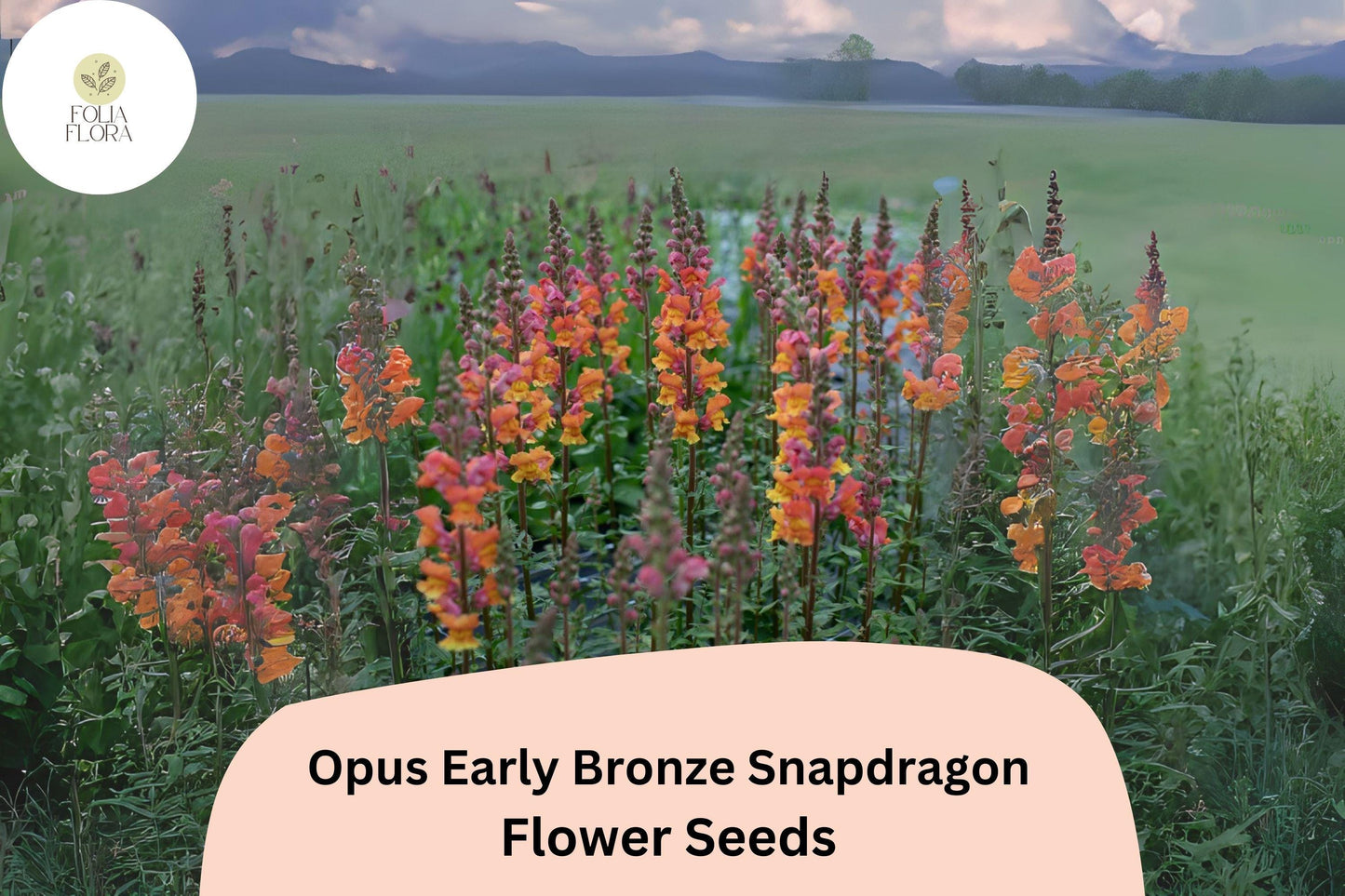 Antirrhinum majus Opus Early Bronze Snapdragon Seeds – 1000+ Warm Copper-Toned Blooms for Garden & Cut Flowers