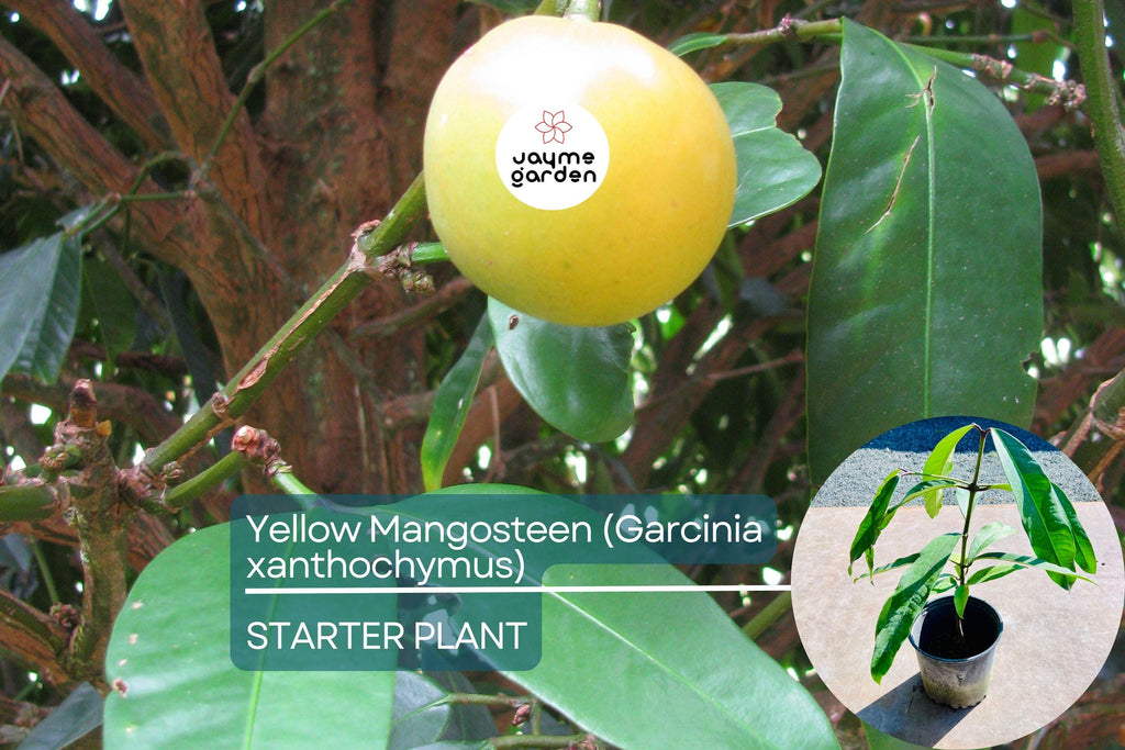 Yellow Mangosteen (Garcinia xanthochymus) Live Fruit Tree 12"-24" - Tropical Evergreen with Delicious Exotic Fruits
