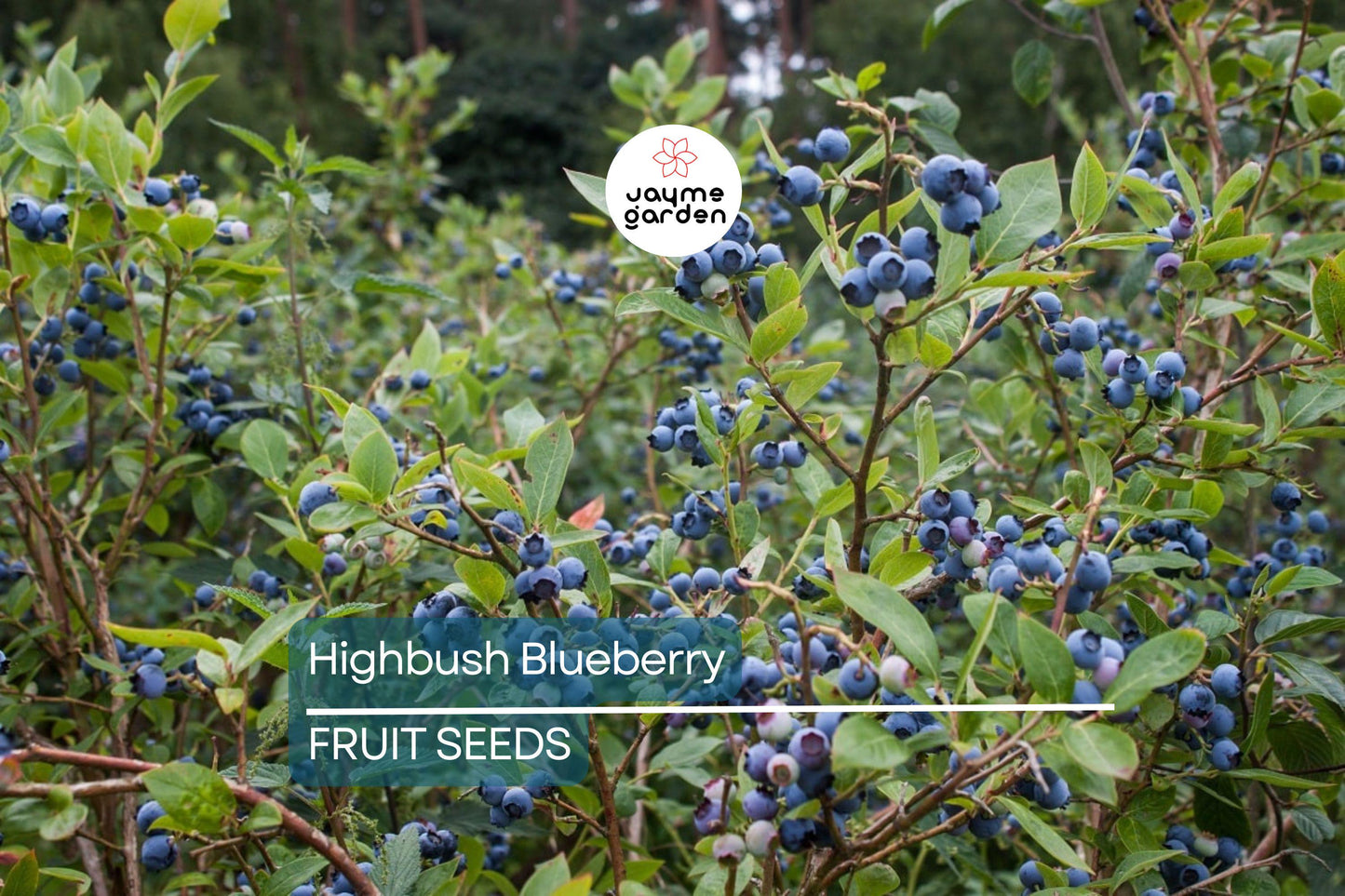 200 Highbush Blueberry Seeds - Disease-Resistant, Self-Fertile, Free Shipping