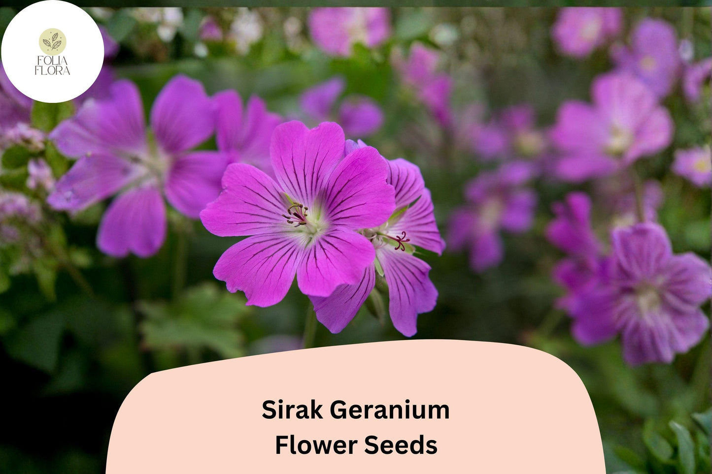 25+ Sirak Geranium Seeds | Purple Cranesbill | Hardy Perennial Geranium pratense Sirak Seeds for Garden Borders & Beds