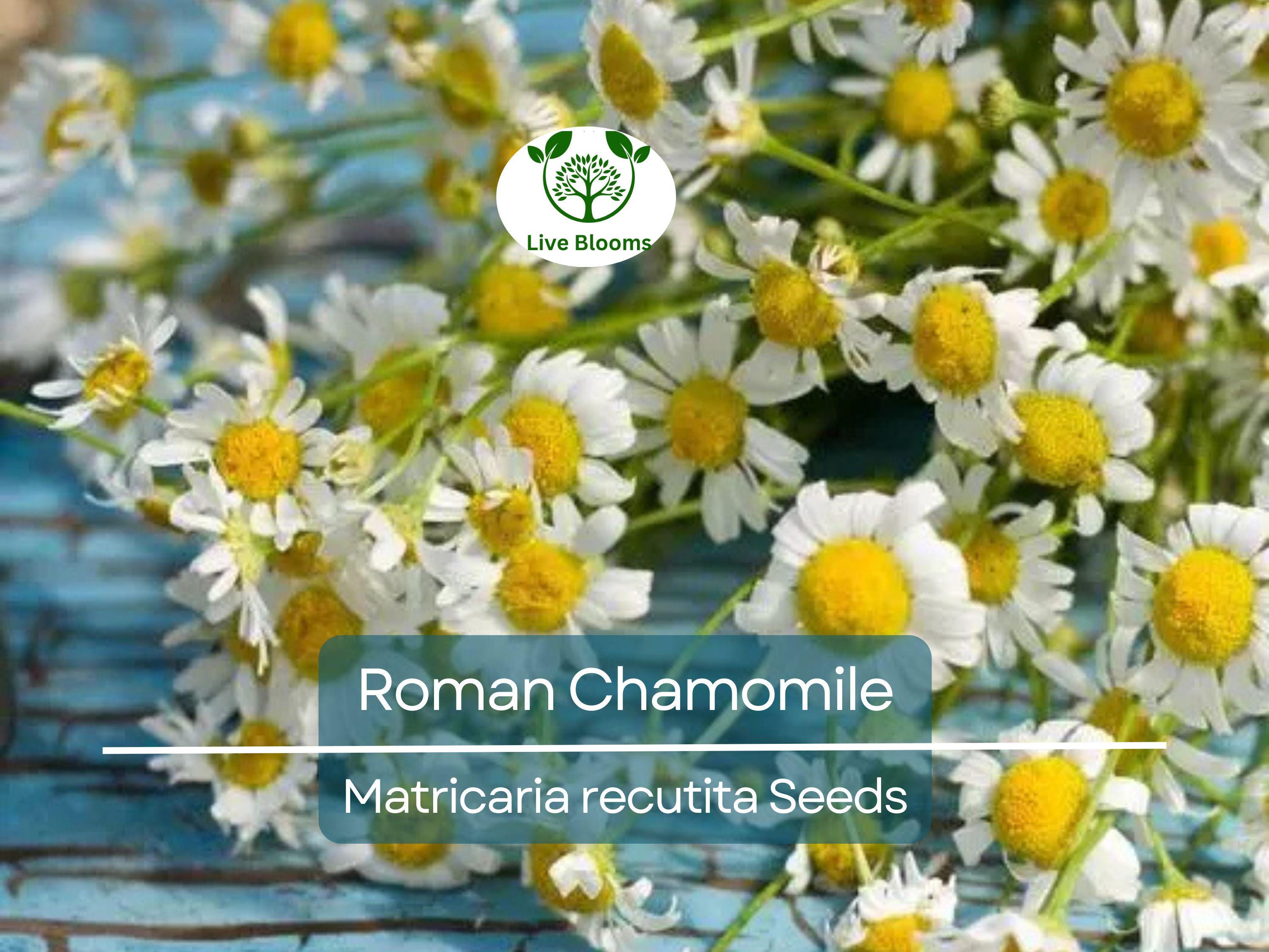 500 Seeds Herb Roman Chamomile, Heirloom, Fragrant Perennial, Non-GMO, Matricaria recutita, Tea, Garden, Aromatic