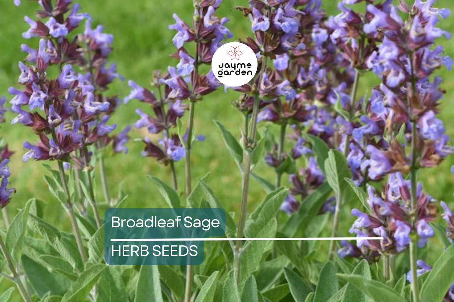 150 Broadleaf Sage Seeds – Non-GMO, Heirloom, Culinary, Perennial, Deer Resistant, Free Shipping, USA Seller