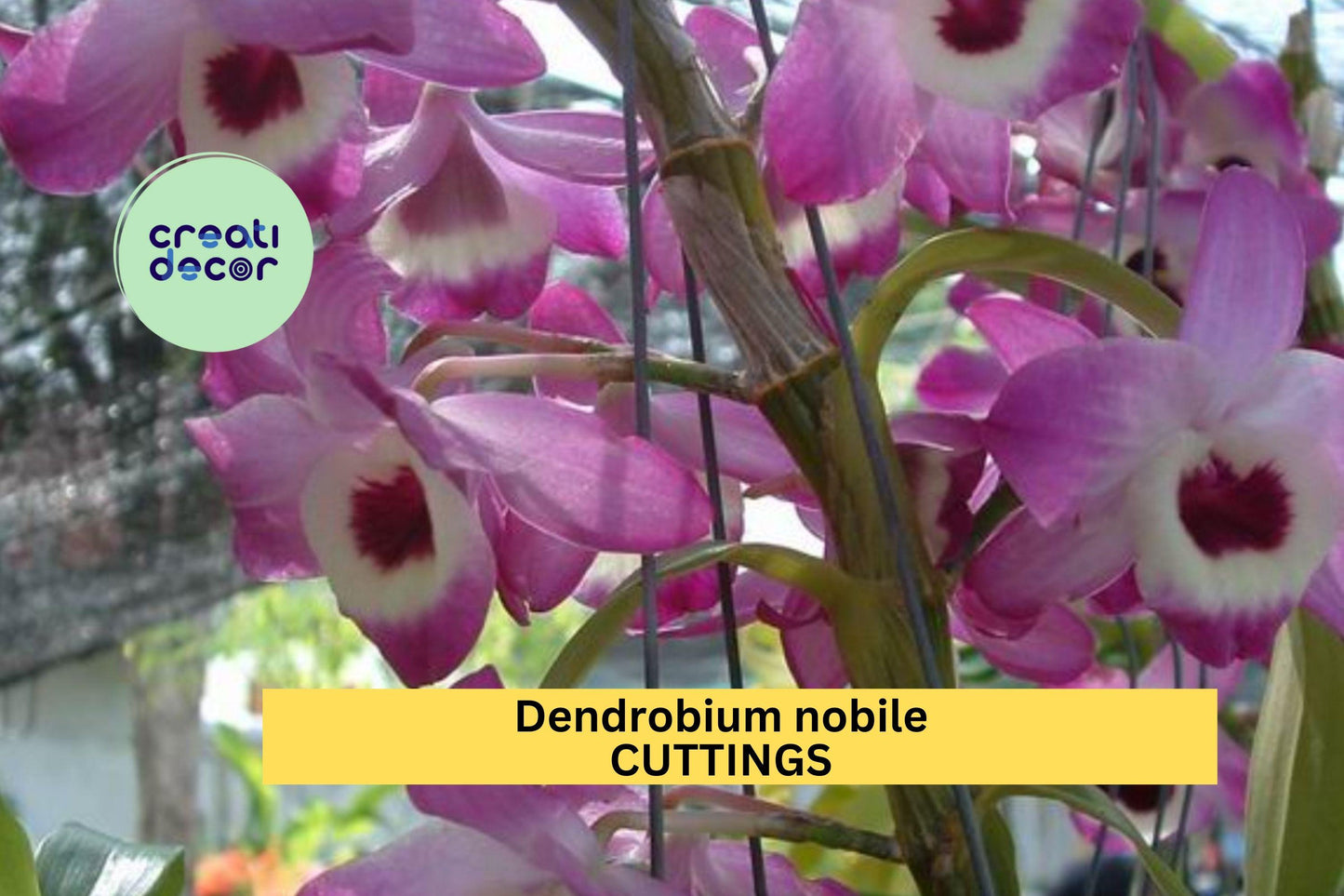 Dendrobium Nobile ‘Surprise’ Orchid Cuttings (50) | Mixed Colors | No Roots | Propagation Starter Pack | Cultivated Source