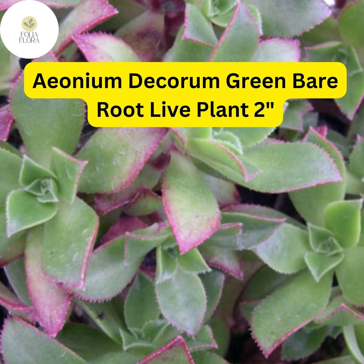 2 Bare Root 2" Live Succulent Plants Aeonium decorum ‘Green’ | Rosette-Forming, Drought-Tolerant, Easy-Care Houseplant