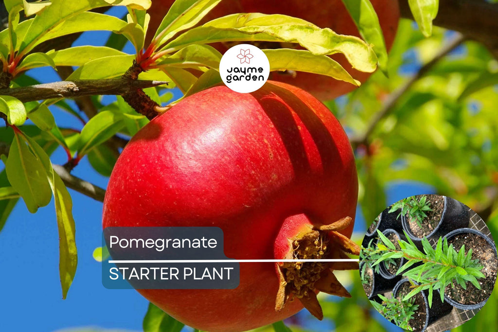 1 Pomegranate Tree (Punica granatum) Tropical Starter Plant 10”-24” | Hardy Fruit Tree for Gardens or Containers