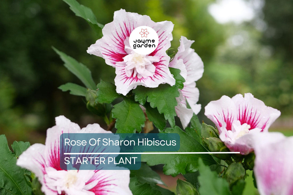 2 Rose of Sharon Hibiscus Starter Plants (6") | Fast Growing Live Roots, Random Color, Can Be White, Purple Or Pink