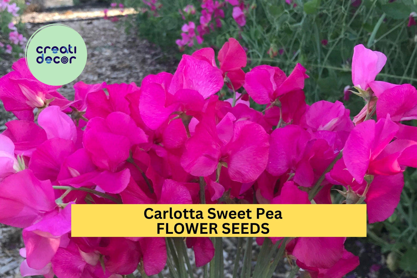 50+ Carlotta Sweet Pea Seeds – Deep Rose Fragrant Blooms for Garden Planting, Climbing Vines for Trellises & Bouquets – USA
