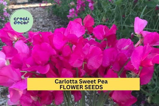 50+ Carlotta Sweet Pea Seeds – Deep Rose Fragrant Blooms for Garden Planting, Climbing Vines for Trellises & Bouquets – USA