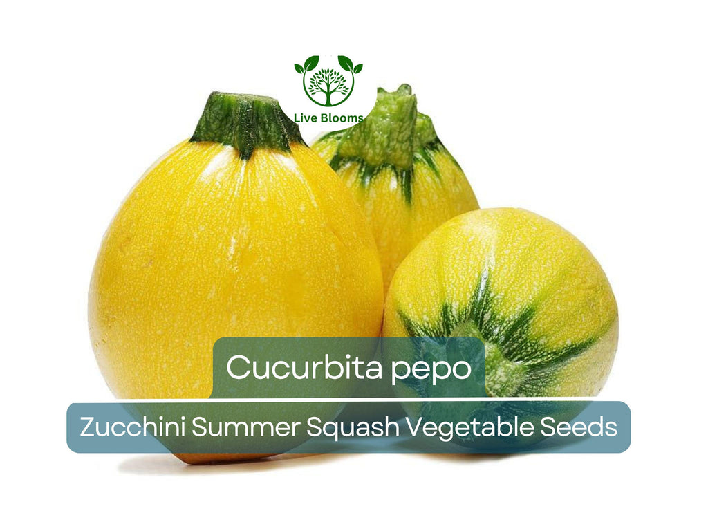 1 Gram Seeds Summer Squash Round Zucchini – Cucurbita pepo | Heirloom Vegetable for Planting, Gardening & Fresh Harvests