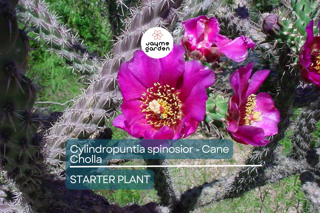 Cylindropuntia spinosior | Cane Cholla Rooted Cutting | Hardy Cactus for Xeriscapes & Desert Gardens
