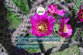 Cylindropuntia spinosior | Cane Cholla Rooted Cutting | Hardy Cactus for Xeriscapes & Desert Gardens