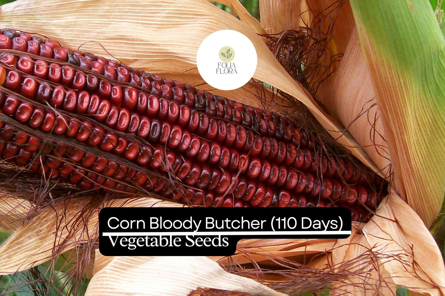 Bloody Butcher Corn (Zea mays) – Heirloom Red Kernels for Flour & Decor