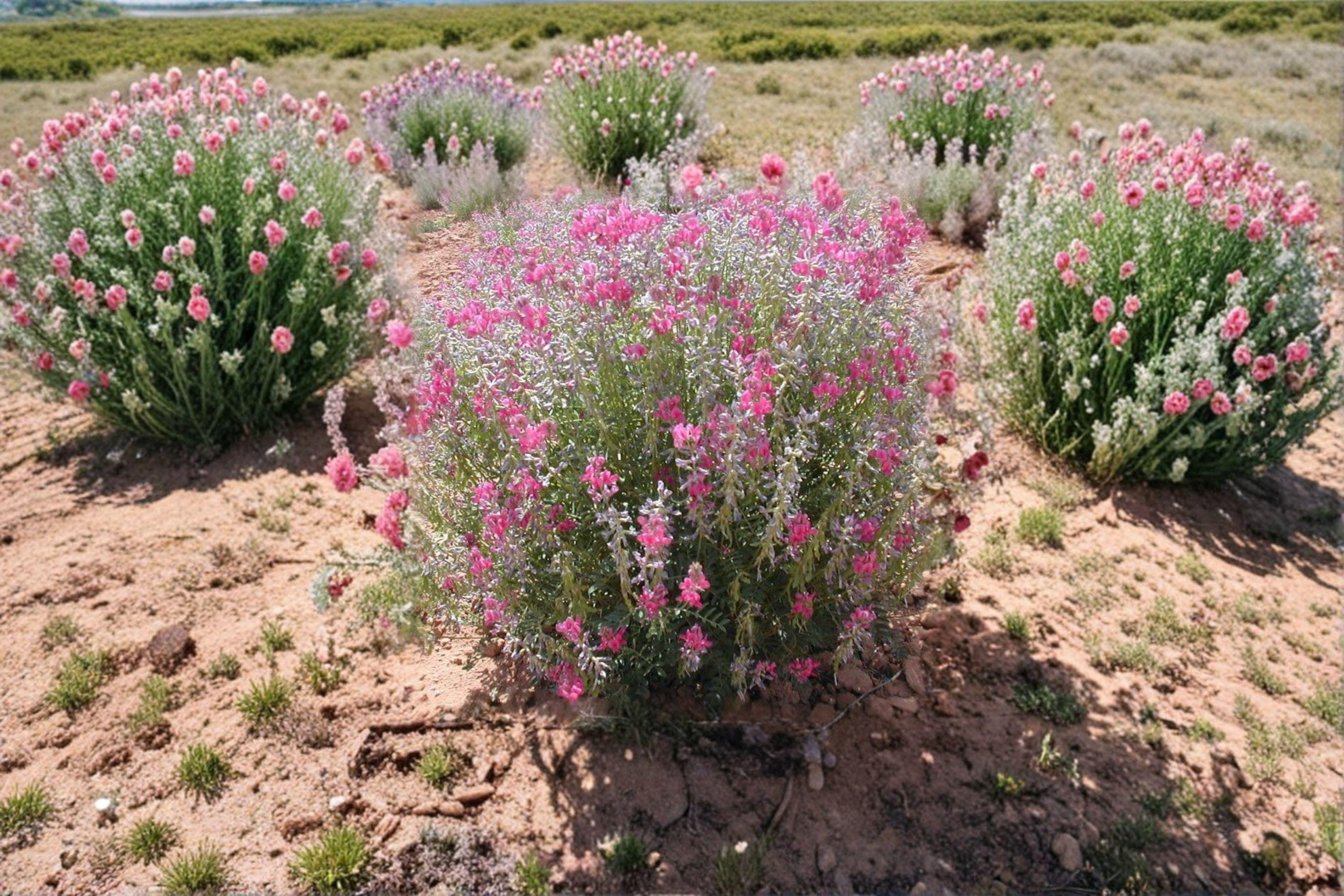 Hedysarum boreale/Utah Sweetvetch – 25 Seeds | Native Western Perennial | Nitrogen-Fixing Legume | Pollinator & Wildlife Plant