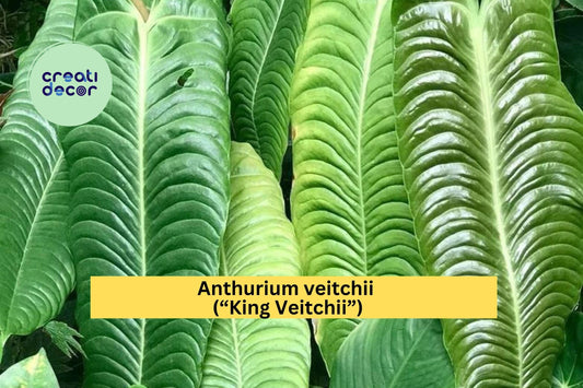 Anthurium veitchii “King Veitchii” – Live Well-Rooted Starter Plant – Rare Tropical Aroid with Large Textured Leaves