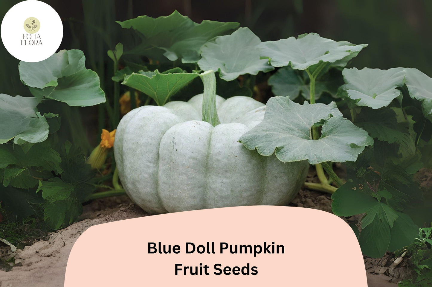 25+ Blue Doll Pumpkin Seeds | Cucurbita maxima | Unique Blue Heirloom Pumpkin for Garden Planting & Fall Displays