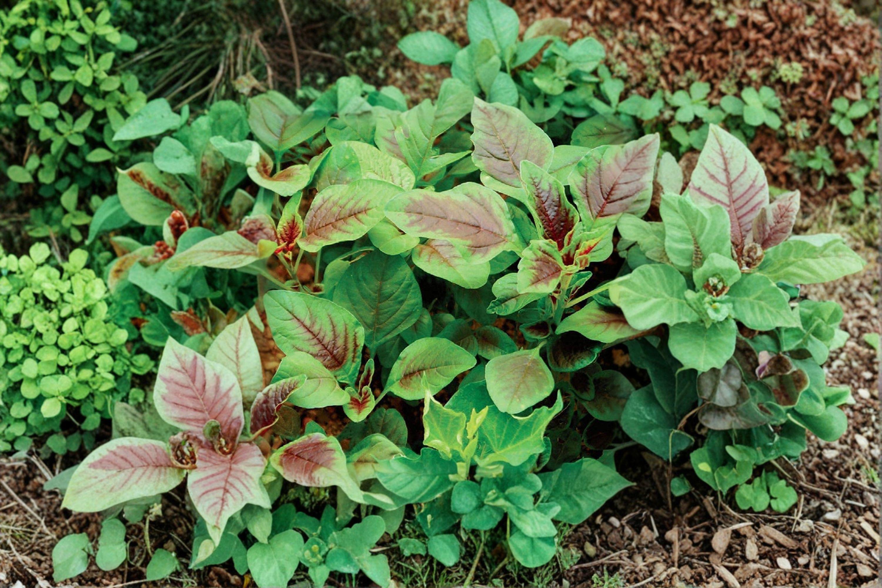 Edible Amaranth – Red Stripe Leaf/Red Beauty Tricolor – 500 Seeds | Heirloom Leaf Vegetable | Fast Growing | Edible & Ornamental