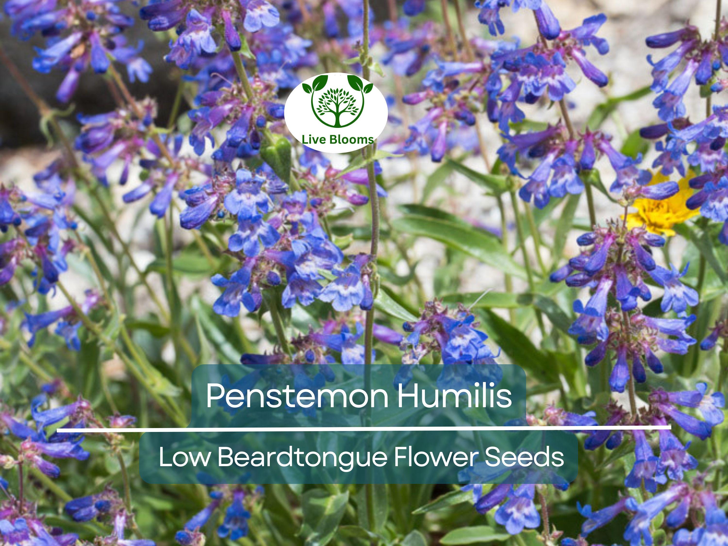 100 mg Seeds Penstemon Humilis (Low Beardtongue) for Planting | Hardy Perennial Wildflower for Rock Gardens and Pollinator Habitats