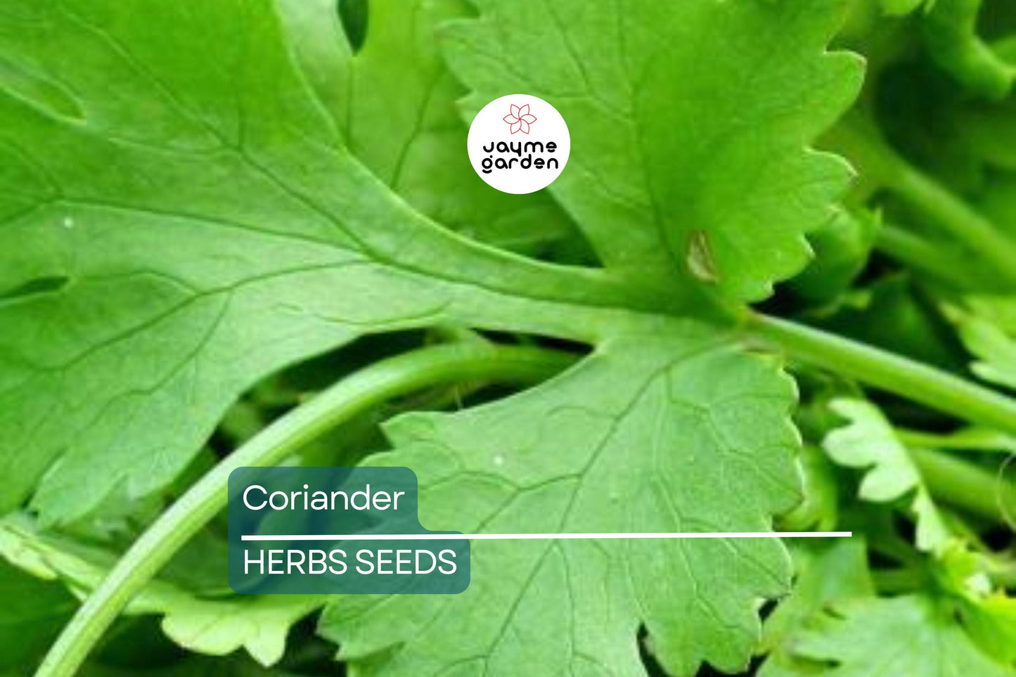 500 Fresh Cilantro Coriander Seeds NON-GMO | Heirloom Herb for Cooking | Easy to Grow | USA Seller