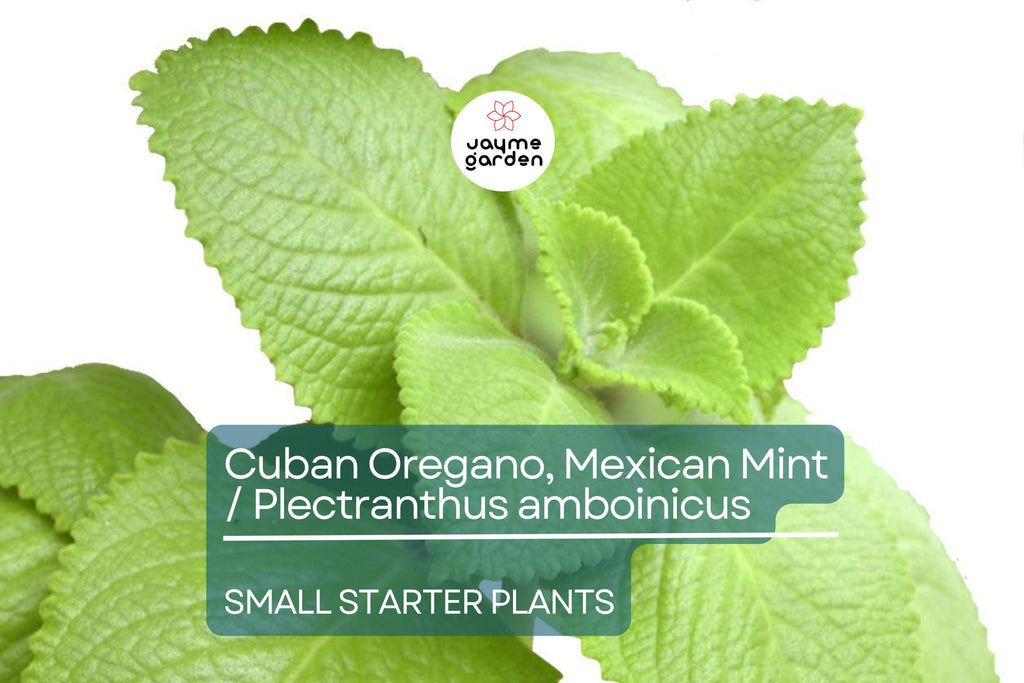2 Starter Plants Cuban Oregano ~ Mexican Mint - Live Herb 5-7 Inches Tall - Well Rooted Bare Root Jamaican Broadleaf Thyme, Indian Borage