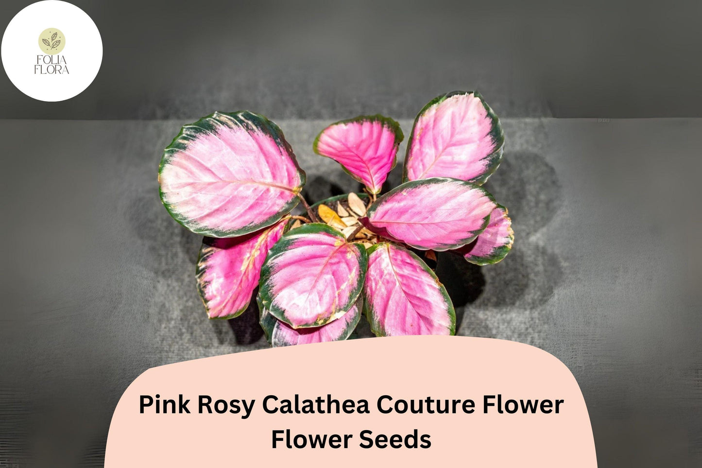 25+ Pink Rosy Calathea Seeds | Exotic Tropical Houseplant | Decorative Indoor or Outdoor Foliage Plant for Garden & Home