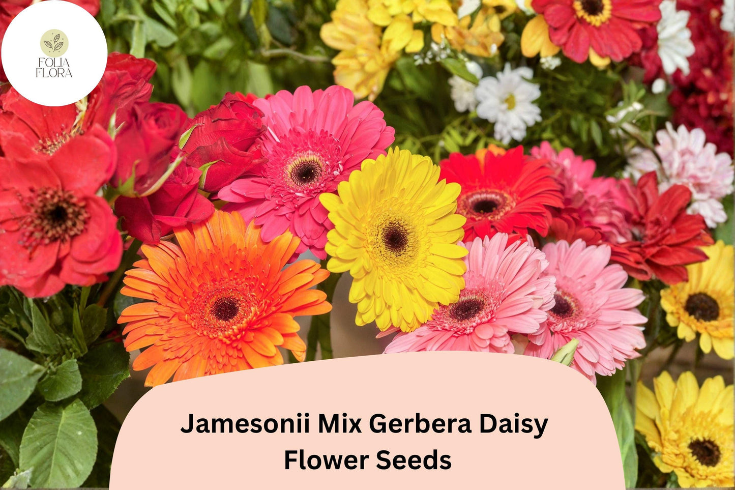 200+ Jamesonii Mix Gerbera Daisy Seeds | Vibrant Mixed Colors | Long-Lasting Cut Flowers | Garden Blooms