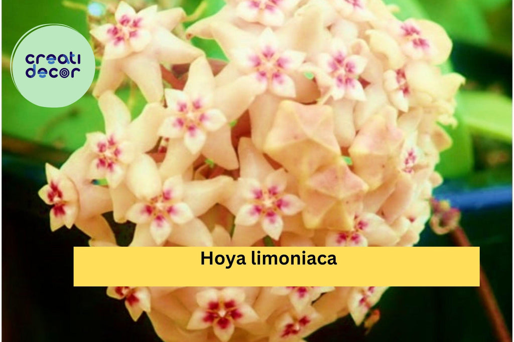 Hoya limoniaca Live Plant – Rare Rooted Cutting in 3.5” Pot, Exact Plant Listing, Healthy Tropical Houseplant for Collectors