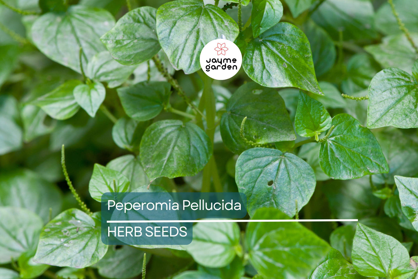 200+ Peperomia Pellucida Seeds - 6" Fresh USA Seller - Rau Cang Cua Krasang Teap